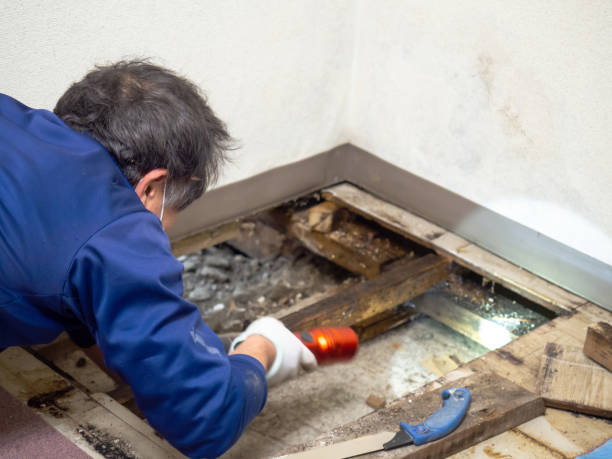 Attic Mold Removal in Mena, AR