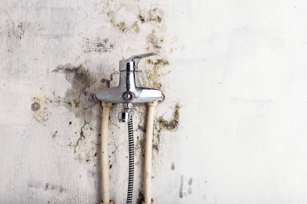 Best Local Mold Removal Service  in Mena, AR