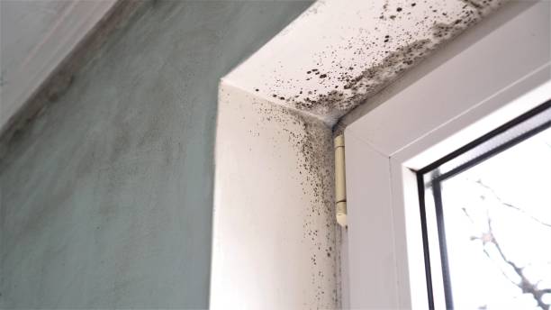 Best Professional Mold Removal  in Mena, AR
