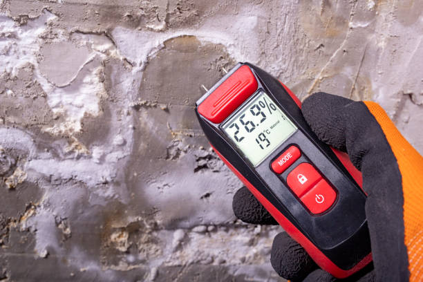 Best Fast Mold Removal  in Mena, AR