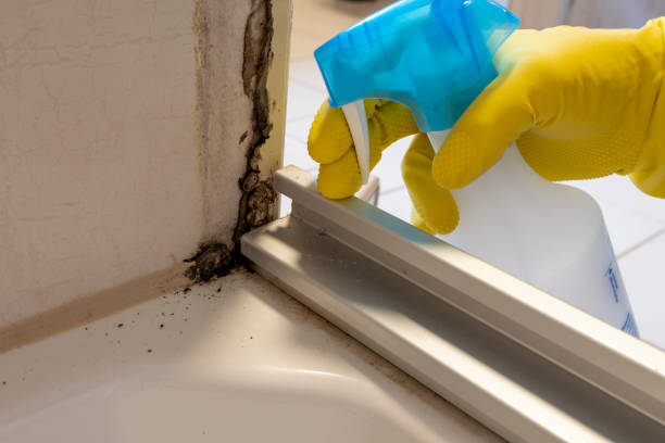 Best Attic Mold Removal  in Mena, AR