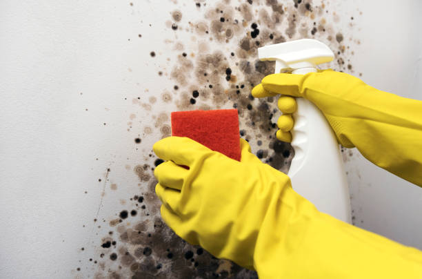 Certified Mold Removal in Mena, AR