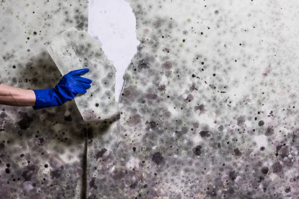 Best Same-Day Mold Removal  in Mena, AR