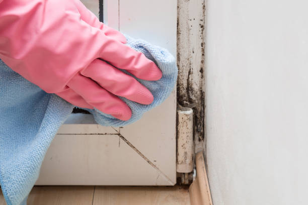 Best Commercial Mold Removal  in Mena, AR